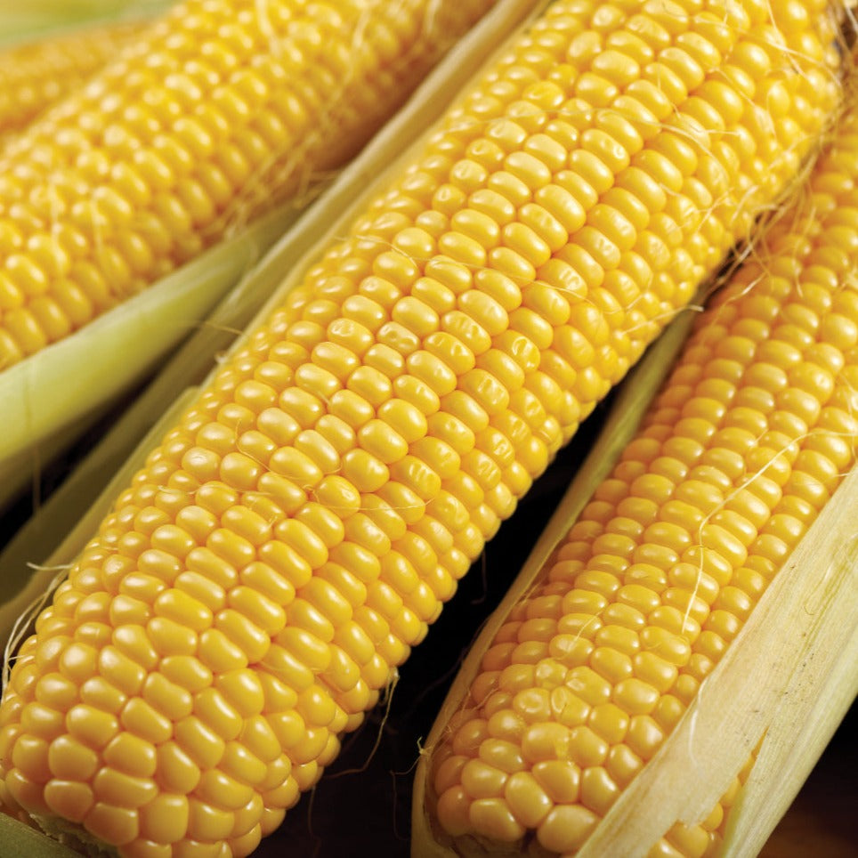 Bodacious Sweet Corn by MIgardener