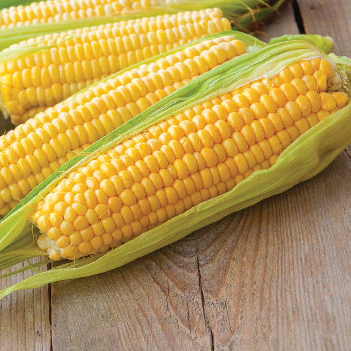 Kandy Korn Sweet Corn by MIgardener