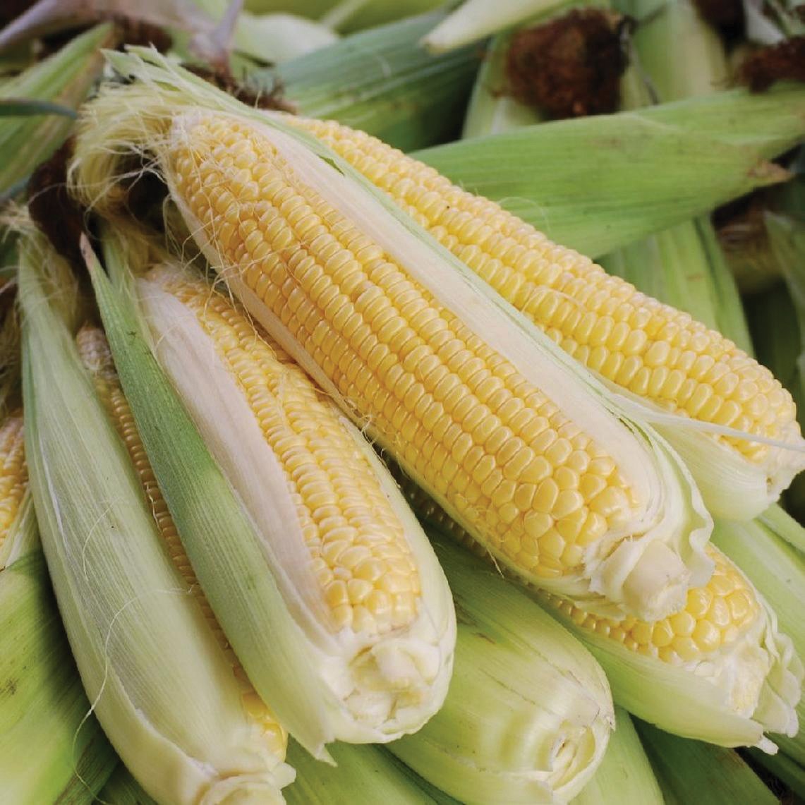 Golden Bantam 12 Corn by MIgardener