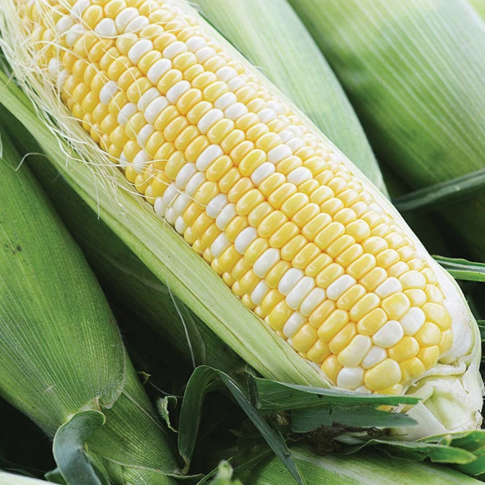 Ambrosia Sweet Corn by MIgardener