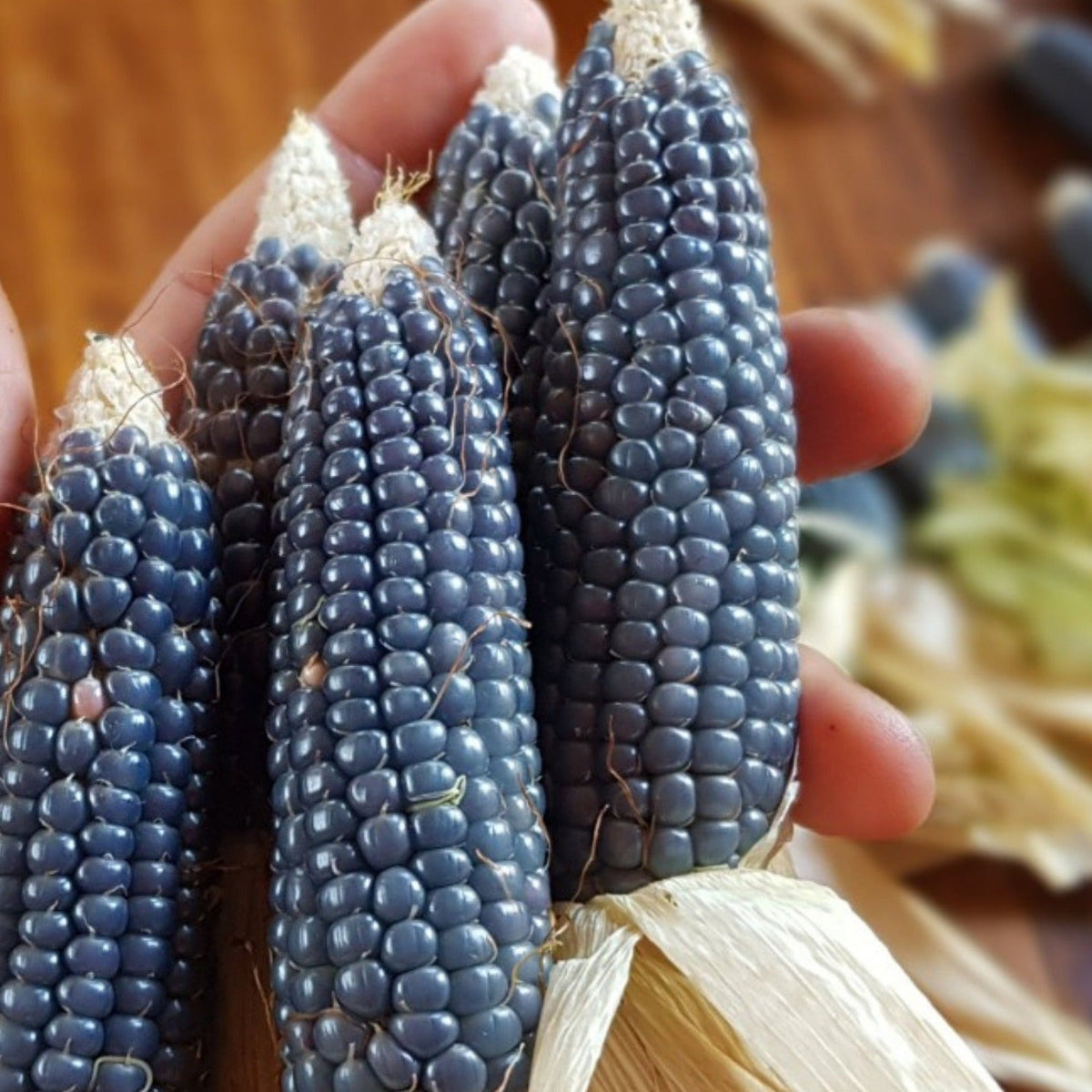 Miniature Blue Popcorn by MIgardener