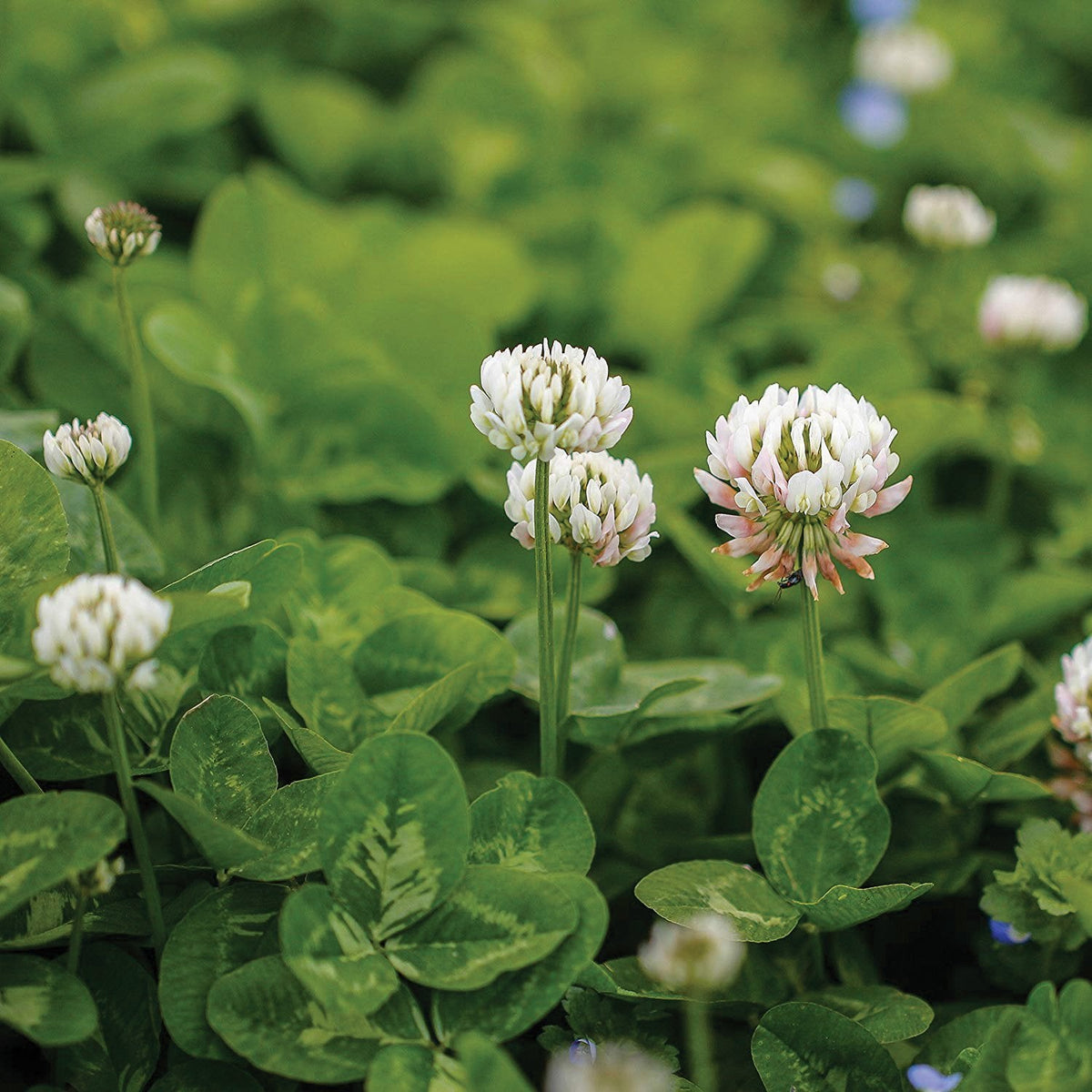 White Dutch Clover by MIgardener