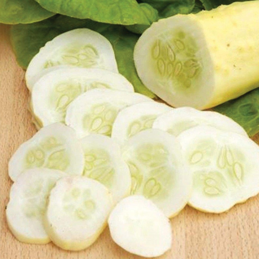 White Wonder Cucumber by MIgardener