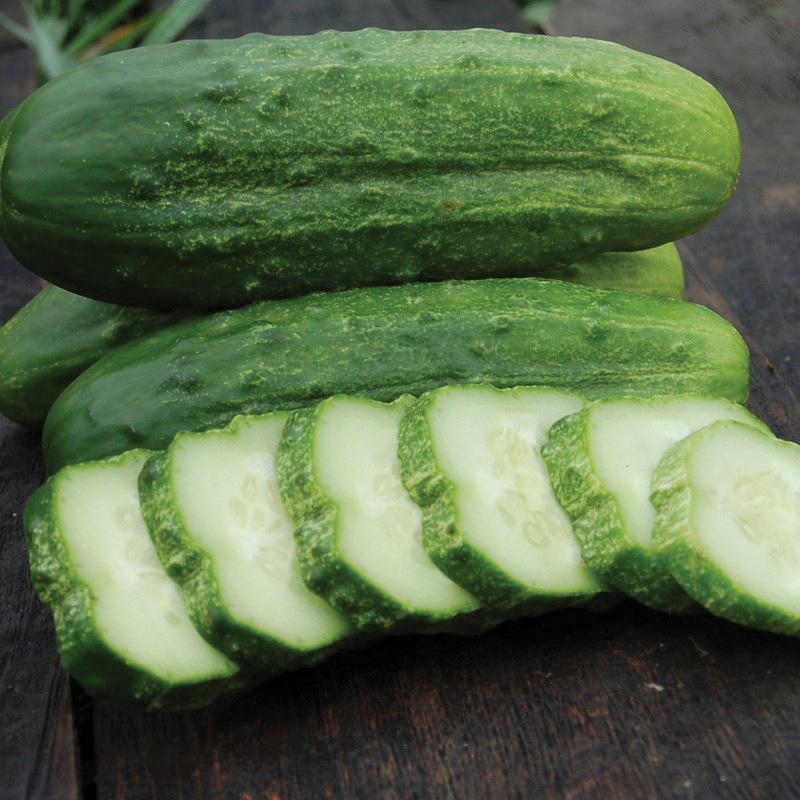 National Pickling Cucumber by MIgardener