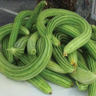 Armenian Yard-Long Cucumber by MIgardener