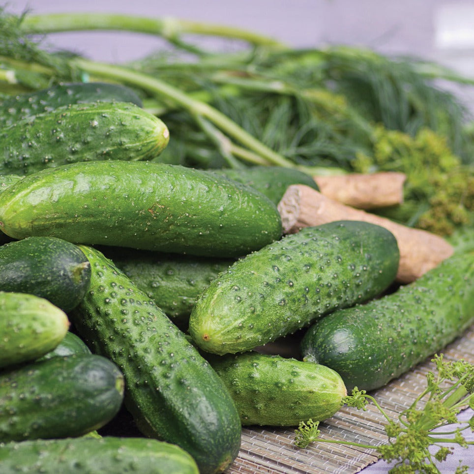 Rhinish Pickle Cucumber by MIgardener
