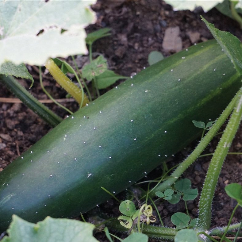 Marketmore 76 Cucumber by MIgardener