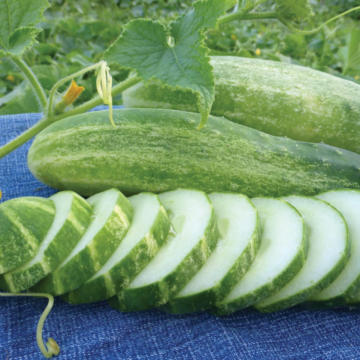 Straight 8 Cucumber by MIgardener