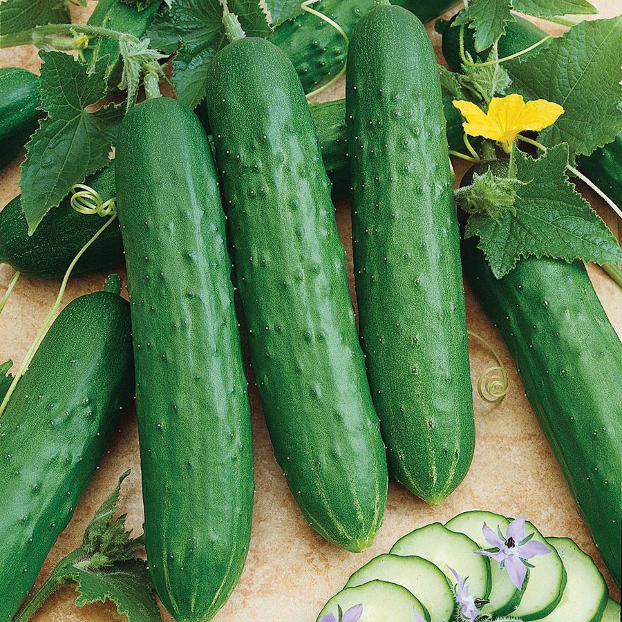 Spacemaster 80 Cucumber by MIgardener