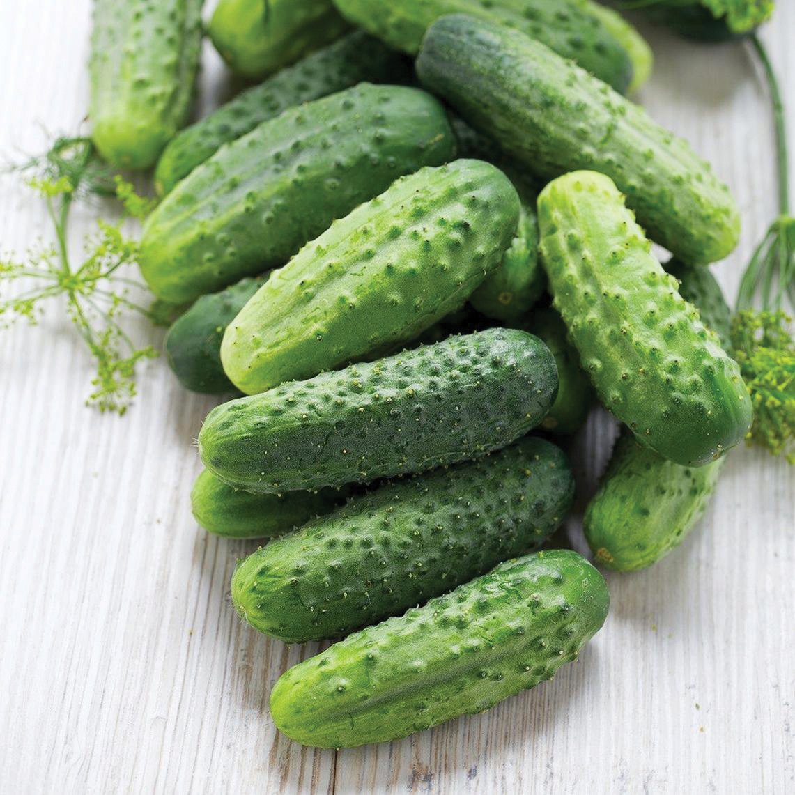 Wisconsin SMR Pickling Cucumber by MIgardener