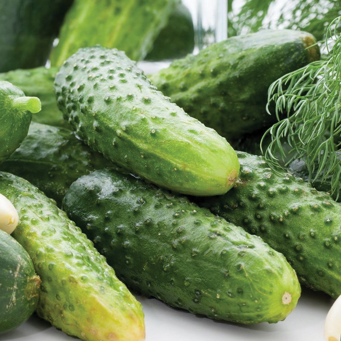 Boston Pickling Cucumber by MIgardener