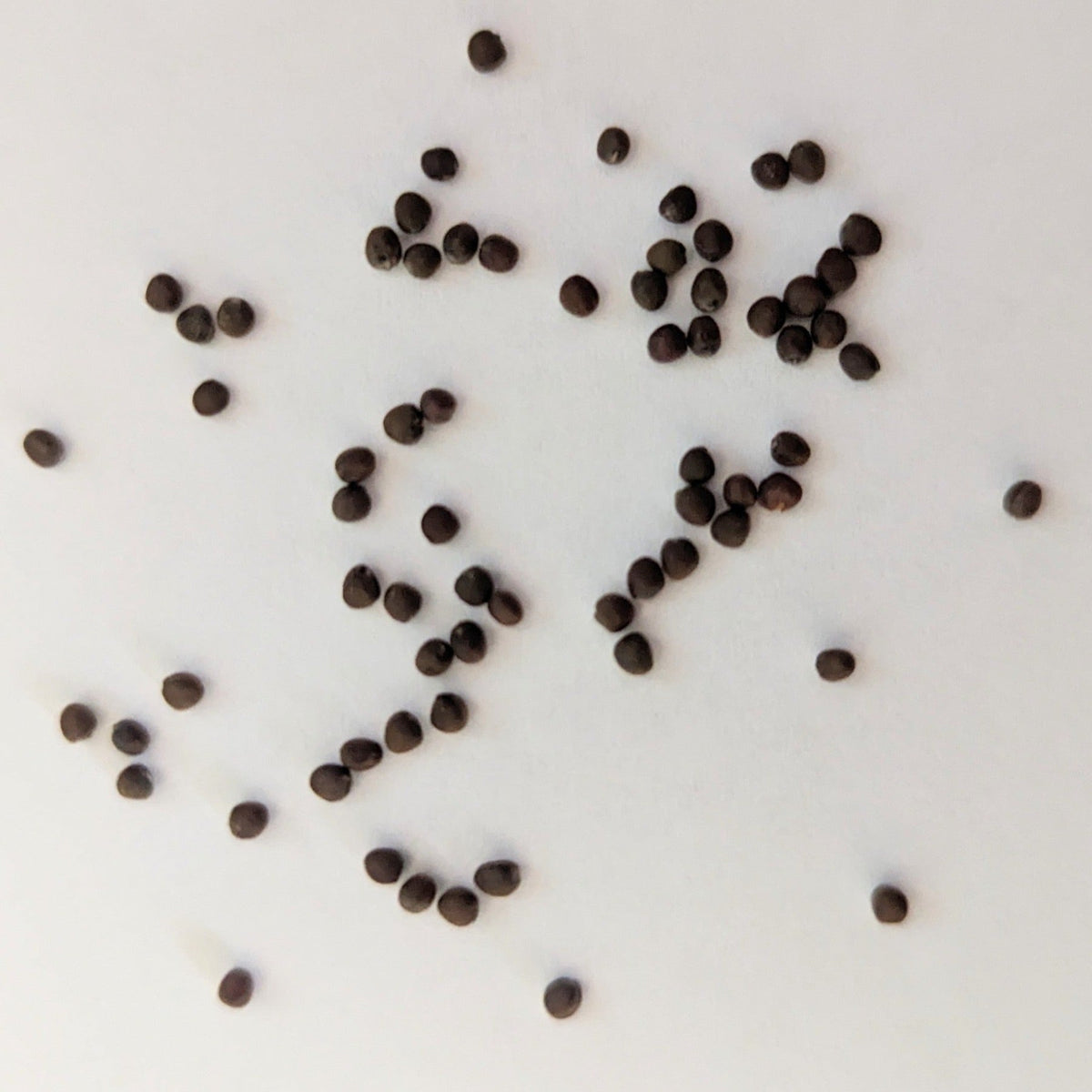 Stone Head Hybrid Cabbage Seeds, image 2 of 7