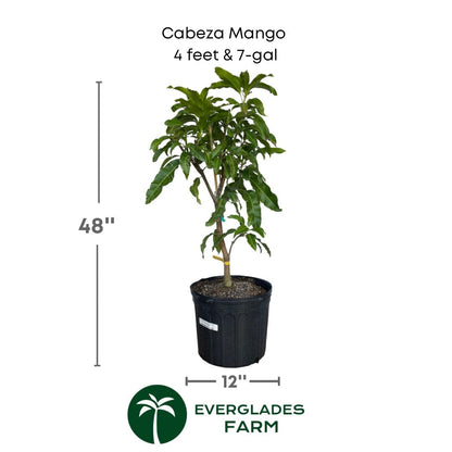 Cabeza, Man's Head, Mango Tree, Grafted, Fruit Trees from Everglades Farm