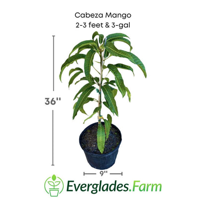 Cabeza, Man's Head, Mango Tree, Grafted, Fruit Trees from Everglades Farm