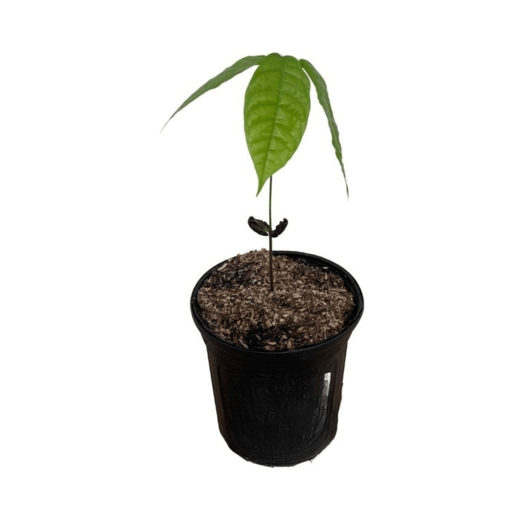 Trinitario Cacao Large Rounded Red Chocolate Tree Orange