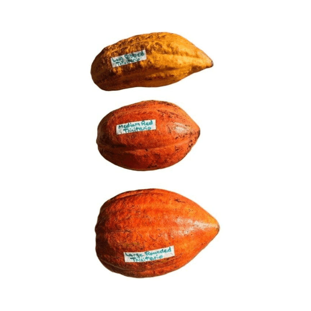 Trinitario Cacao Large Rounded Red Chocolate Tree Orange