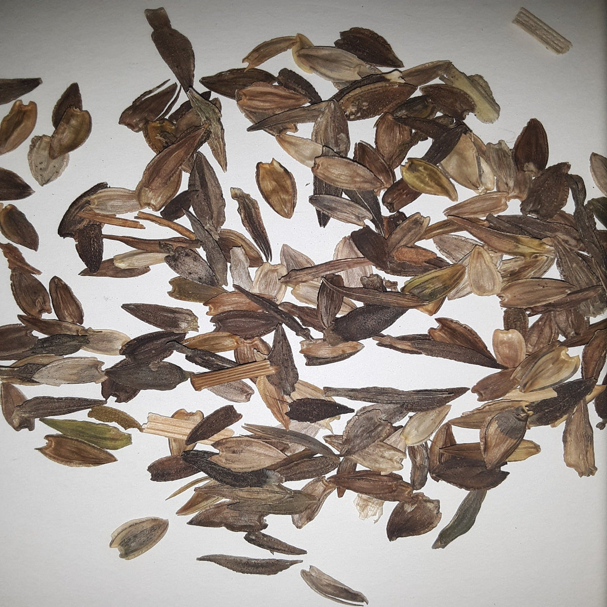 California Giant Mix Zinnia Seeds, image 2 of 5