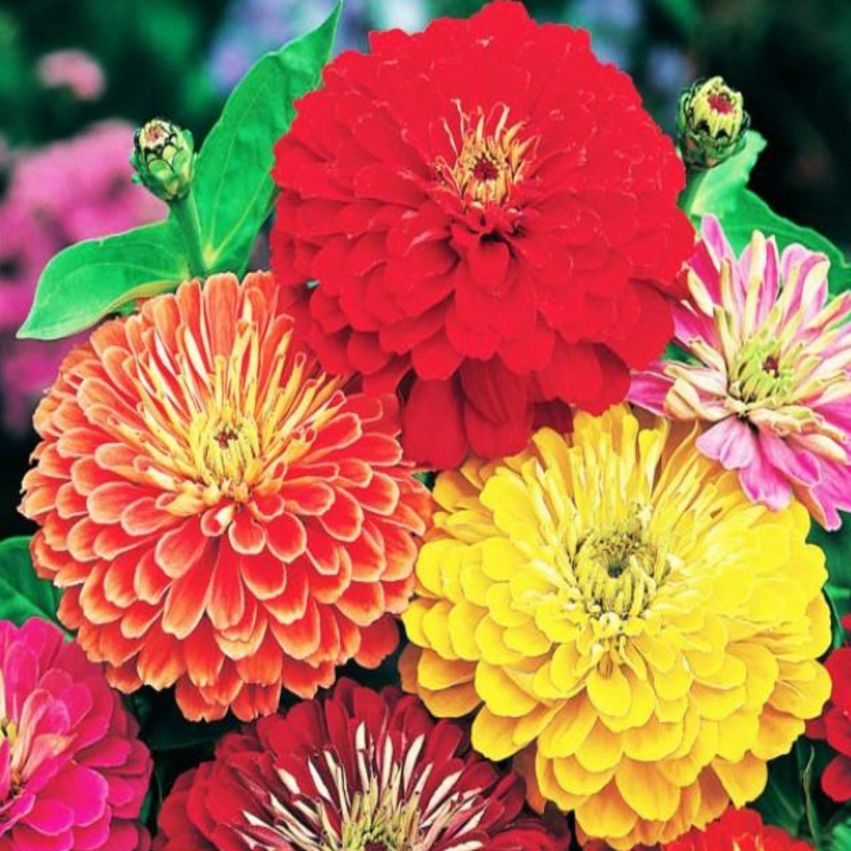 California Giant Mix Zinnia Seeds by Papaws Garden Supply