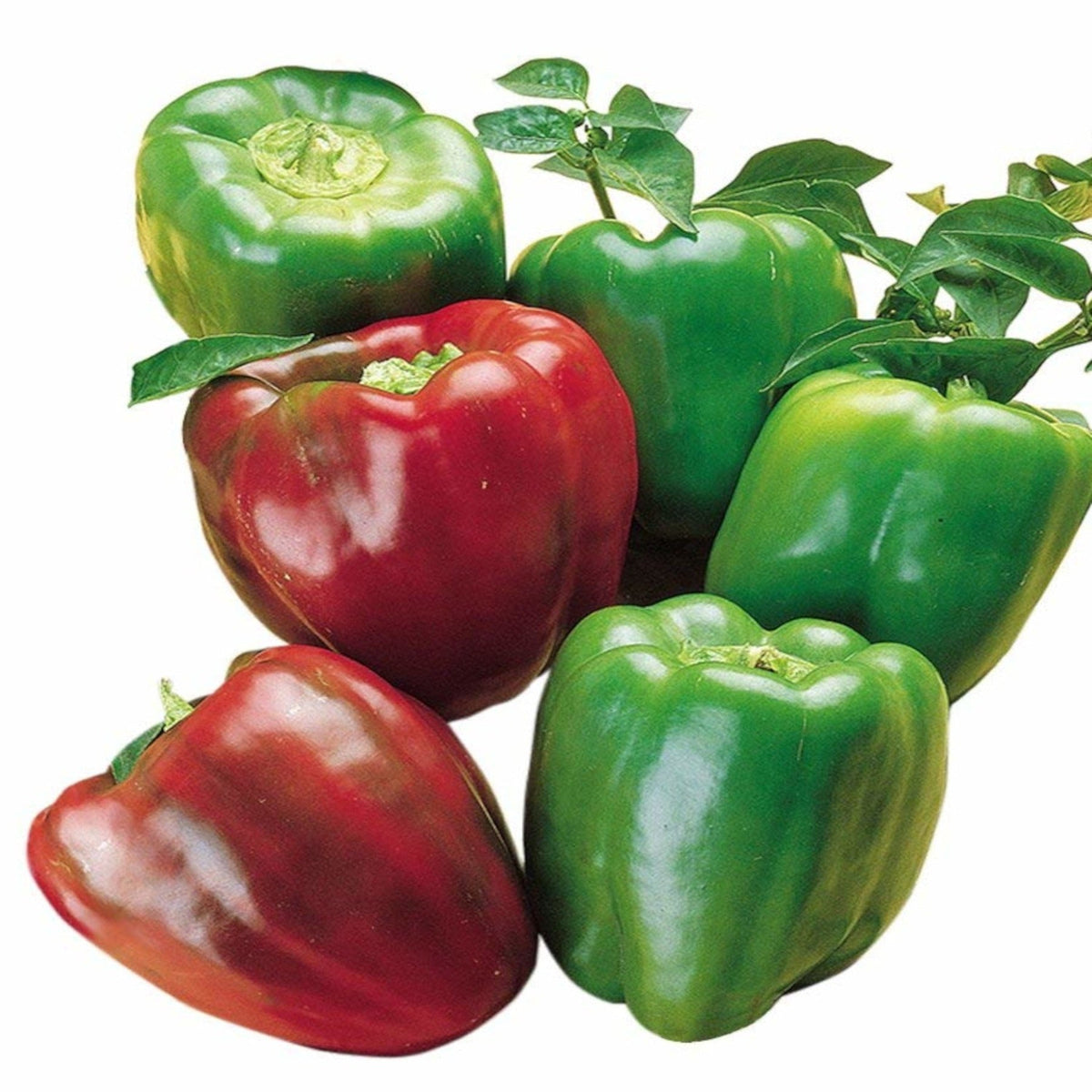 California Wonder Sweet Bell Pepper Heirloom Seeds by Papaws Garden Supply