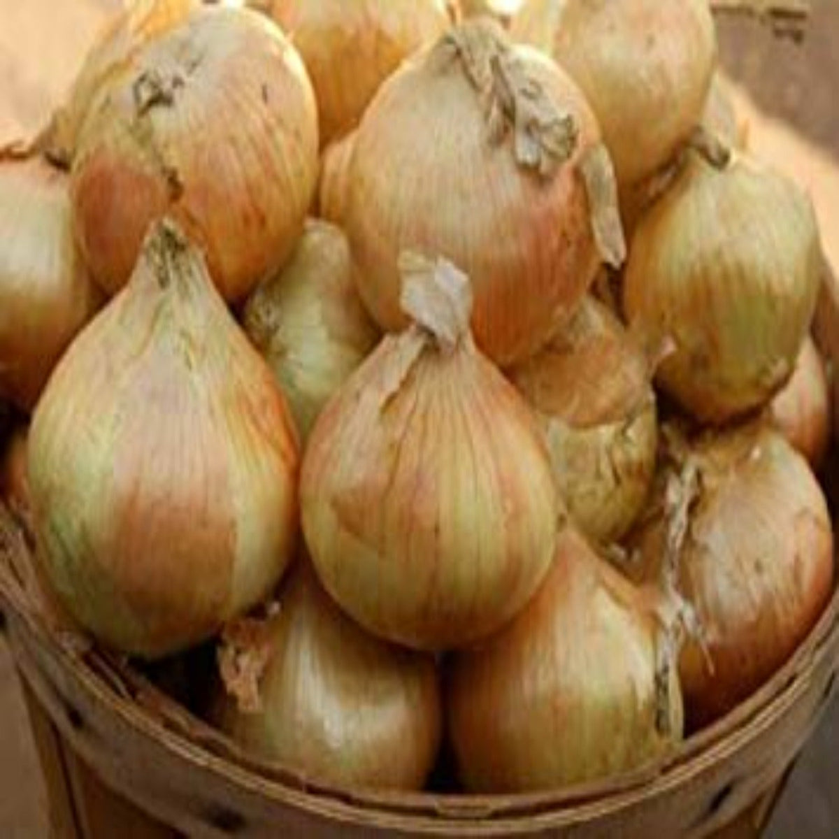 Onion Candy Seeds by Papaws Garden Supply