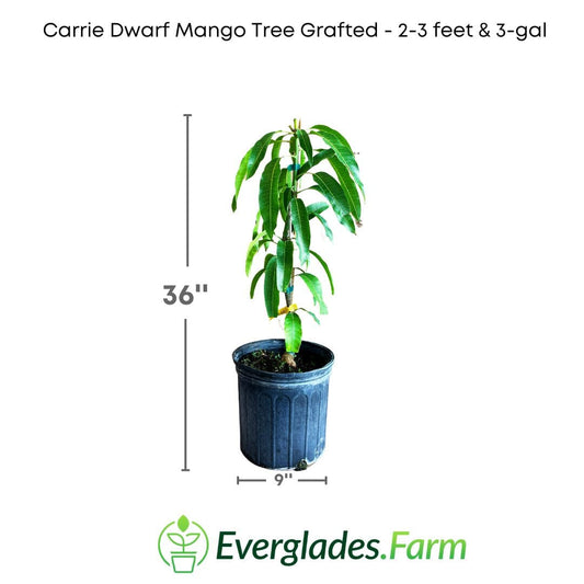 Carrie Dwarf Mango Tree Grafted, Fruit Trees from Everglades Farm