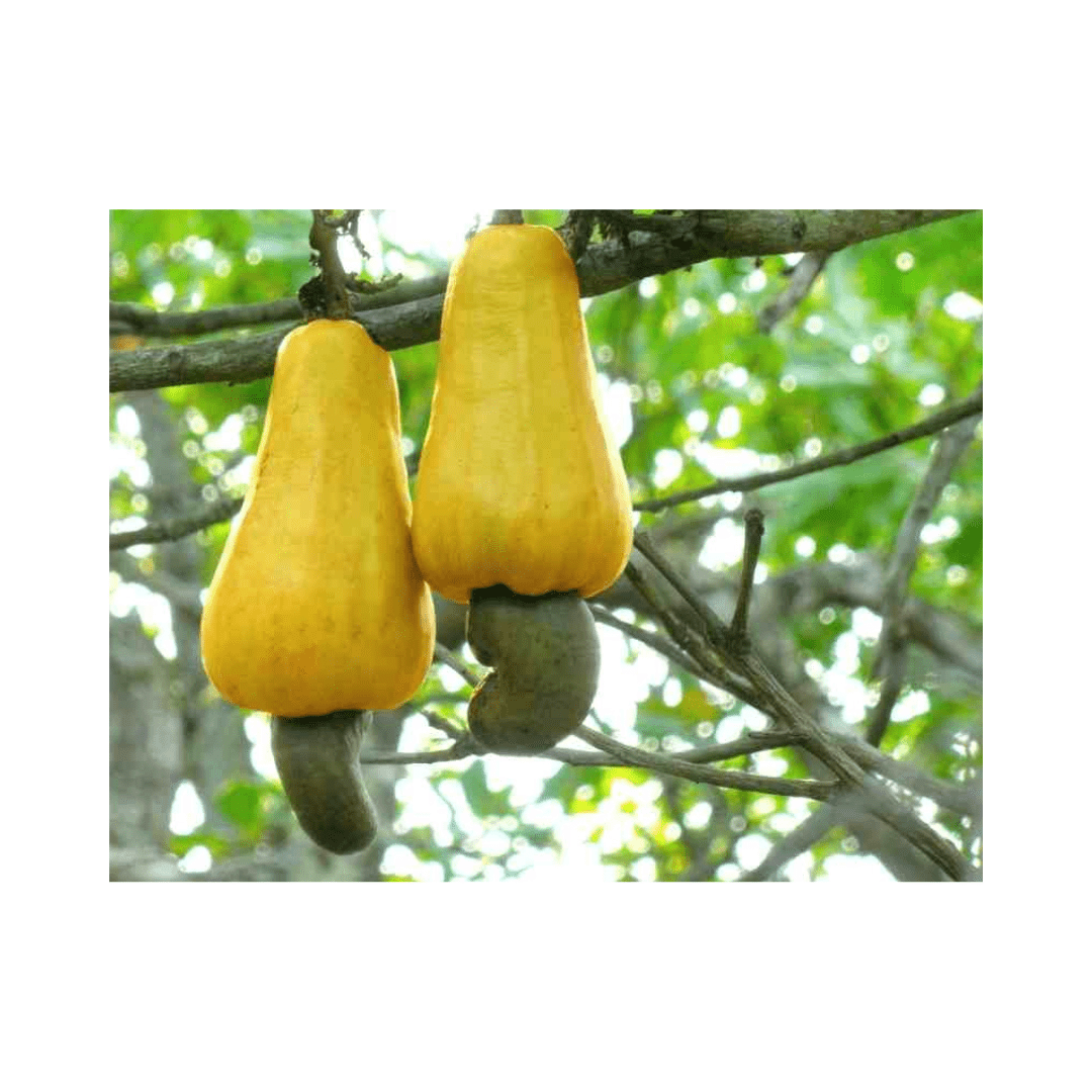 Cashew Tree, Yellow Fruit by Everglades Farm