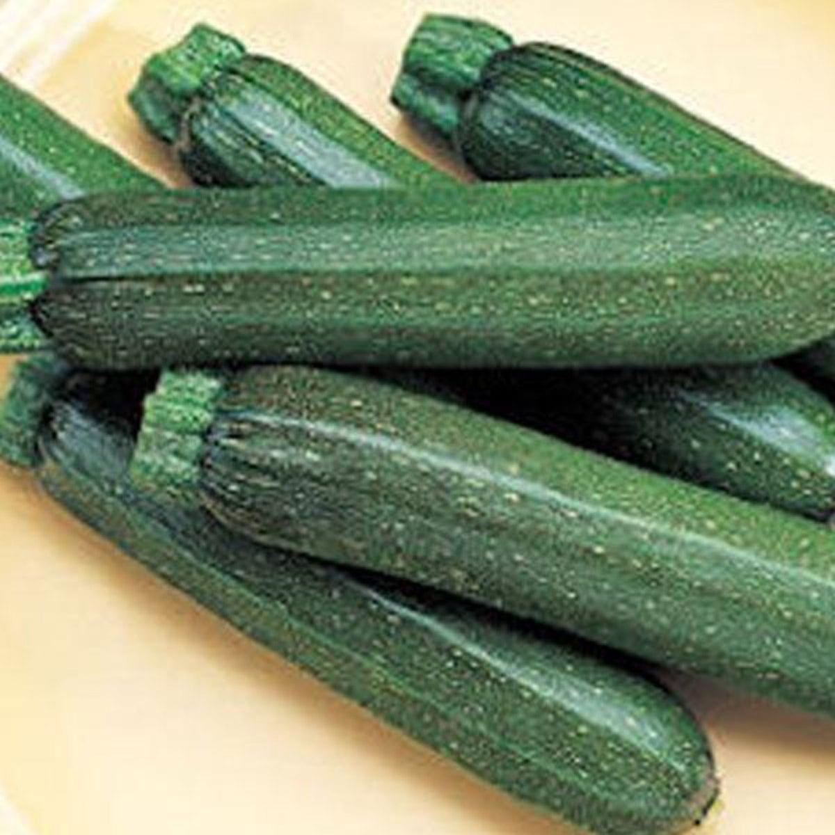 Cash Flow Hybrid Zucchini Summer Squash Seeds by Papaws Garden Supply