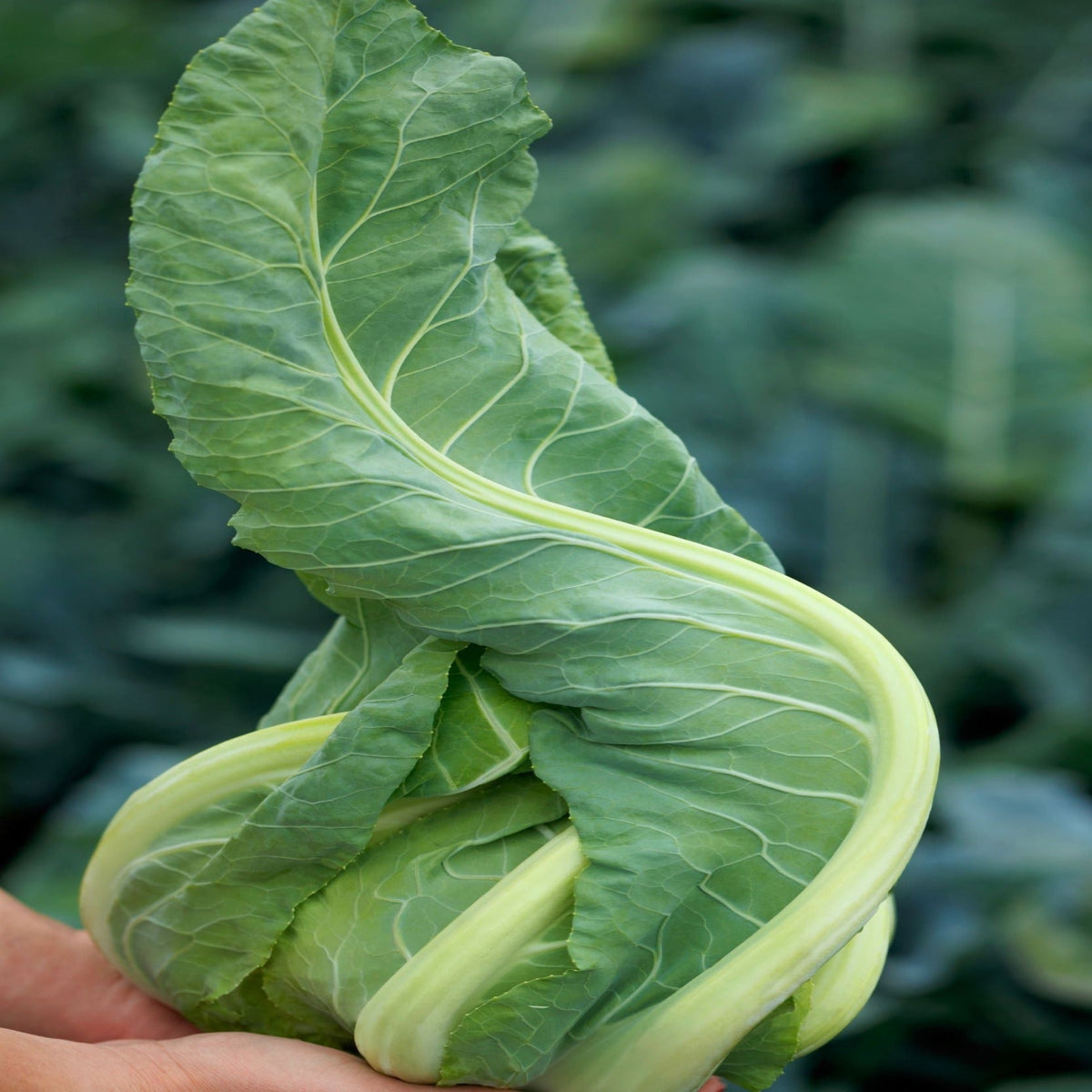 Twister Hybrid Cauliflower Seeds, image 2 of 8