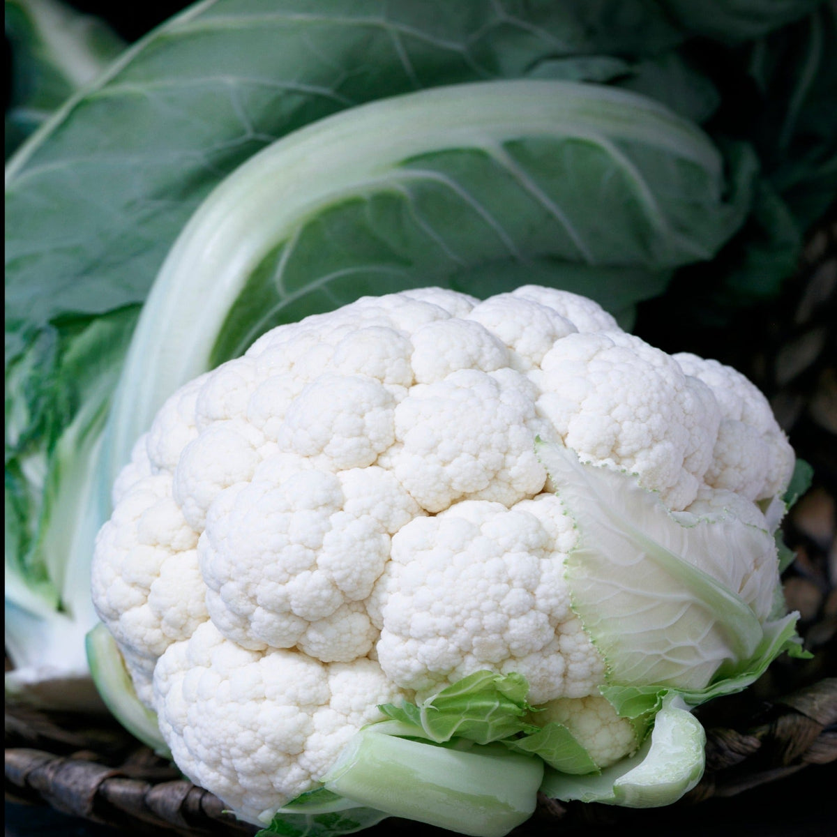 Twister Hybrid Cauliflower Seeds by Papaws Garden Supply