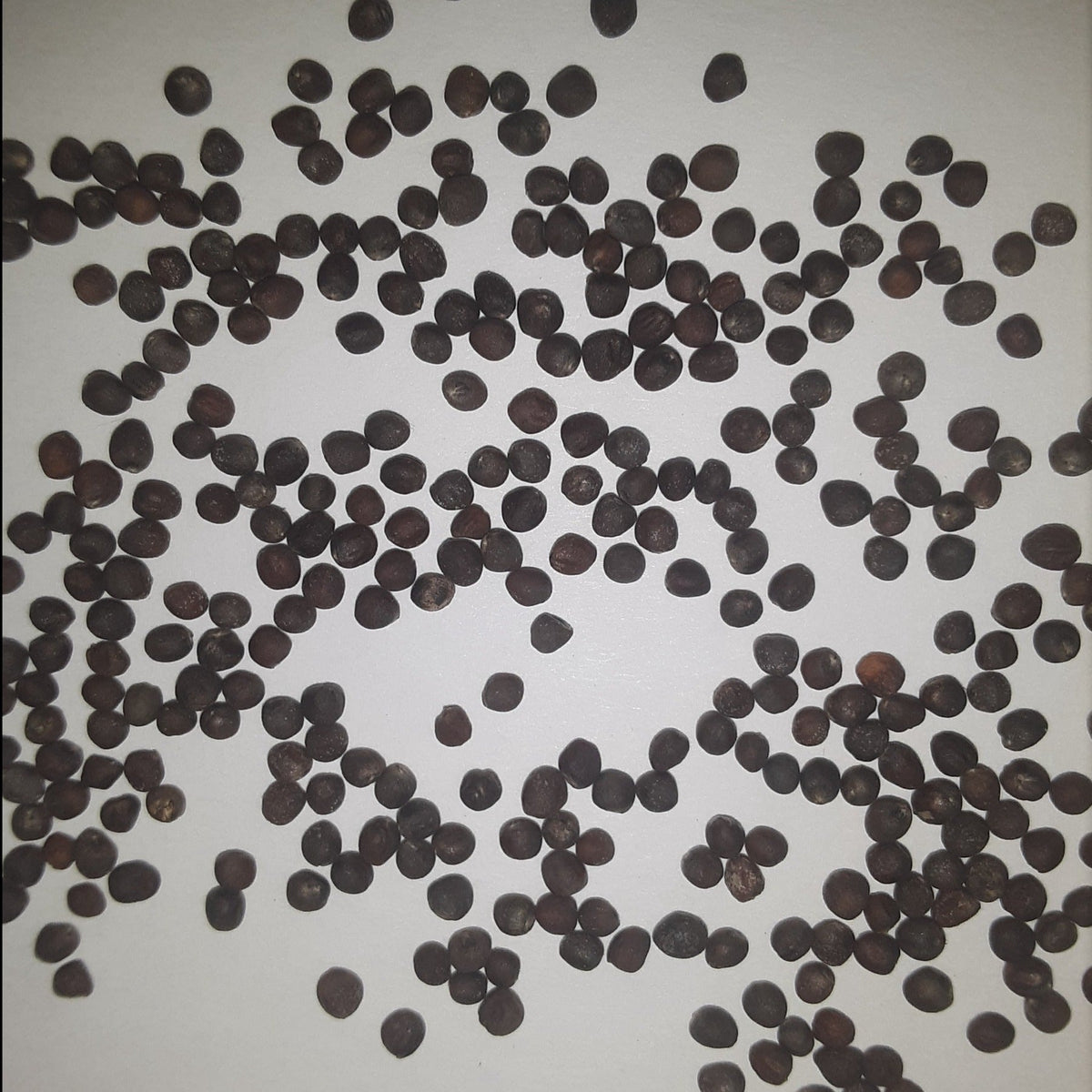 Snowball Self Blanching Cauliflower Seeds, image 2 of 7