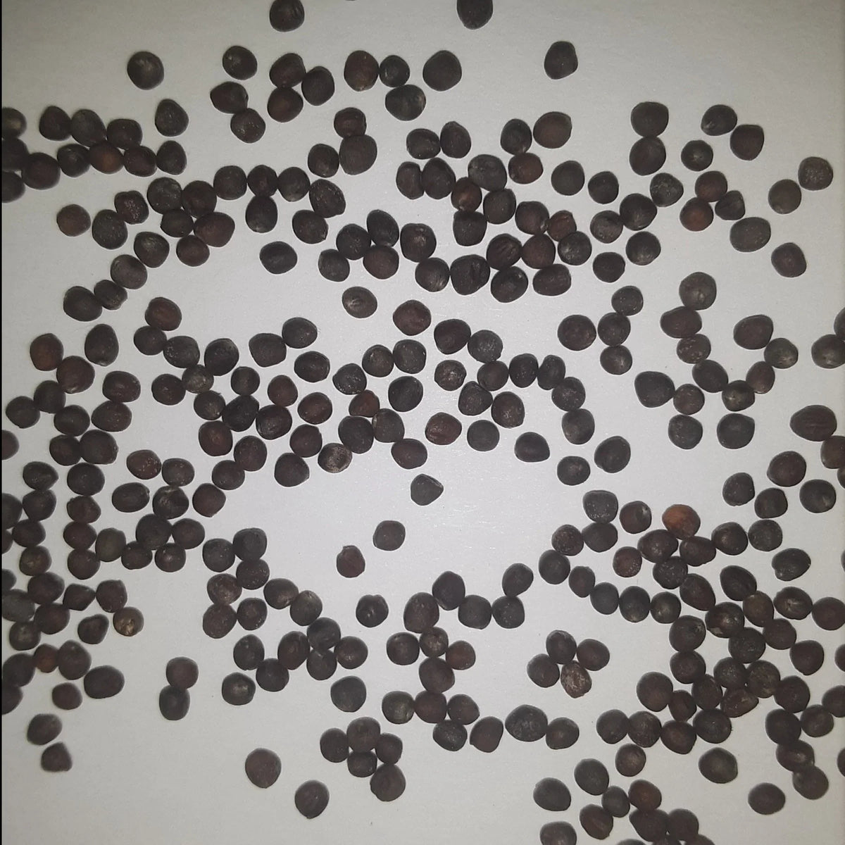 Twister Hybrid Cauliflower Seeds, image 3 of 8