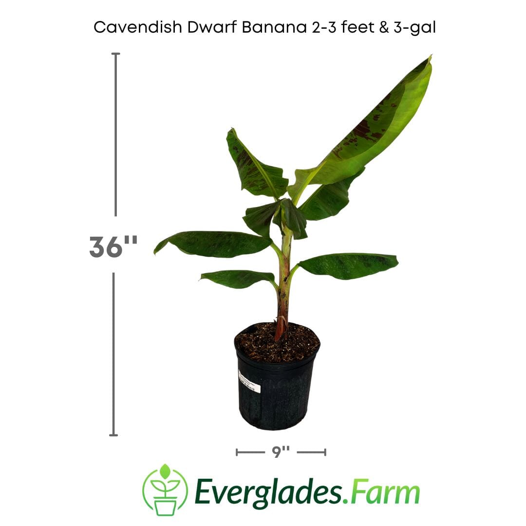 Cavendish Dwarf Banana Plant from Everglades Farm
