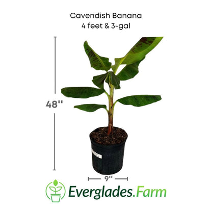 Cavendish Dwarf Banana Plant from Everglades Farm