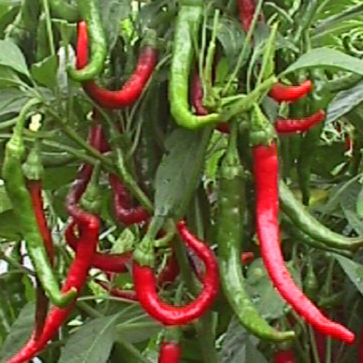 Cayenne Long Slim Hot Pepper Seeds by Papaws Garden Supply