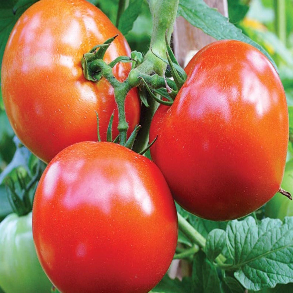 Celebrity Hybrid Tomato Seeds by Papaws Garden Supply