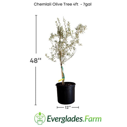 Chemlali Olive Tree from Everglades Farm