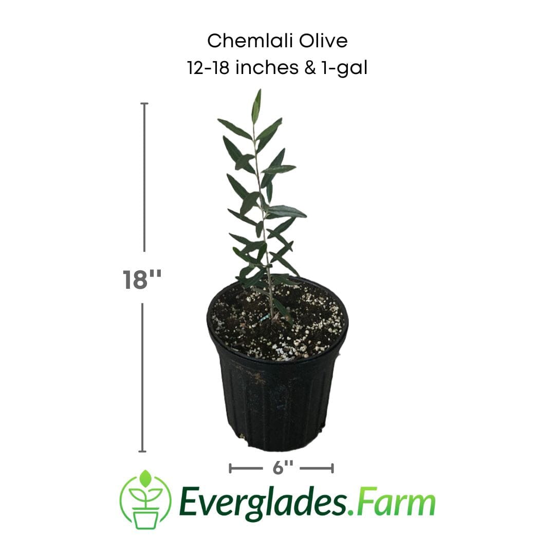 Chemlali Olive Tree from Everglades Farm