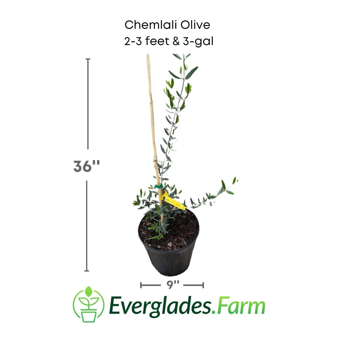 Chemlali Olive Tree from Everglades Farm