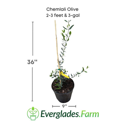 Chemlali Olive Tree from Everglades Farm