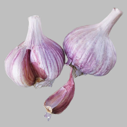 Chesnok Red Heirloom Certified Seed Garlic Cloves