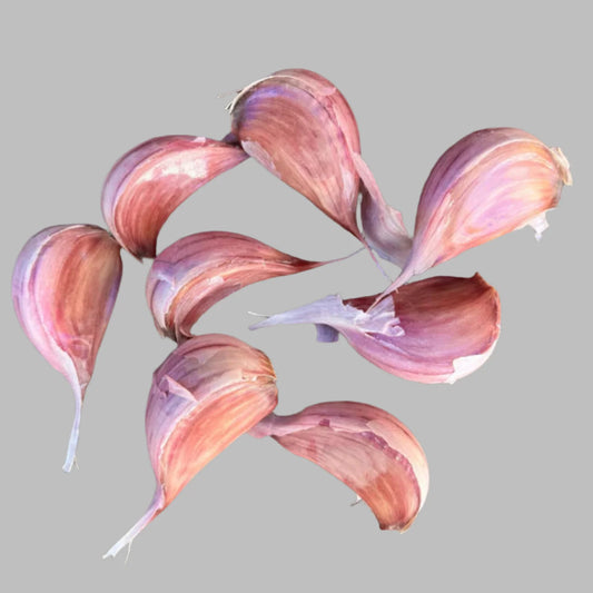 Chesnok Red Heirloom Certified Seed Garlic Cloves