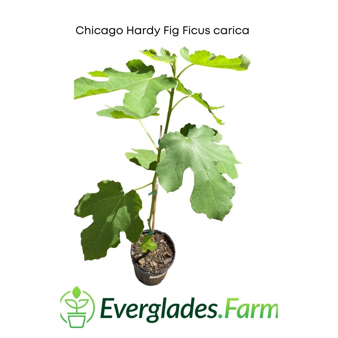 Chicago Hardy Fig Ficus carica from Everglades Farm