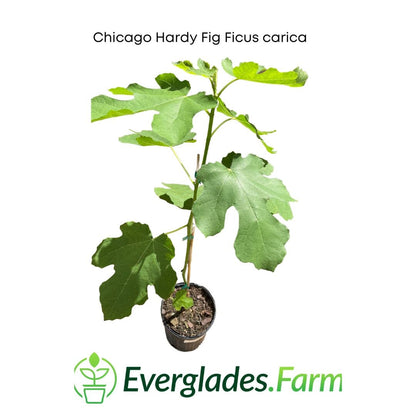 Chicago Hardy Fig Ficus carica from Everglades Farm