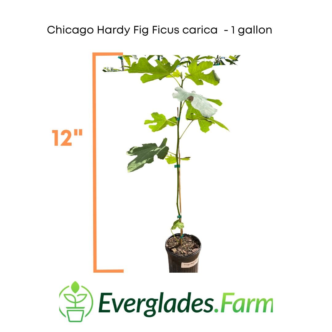 Chicago Hardy Fig Ficus carica from Everglades Farm