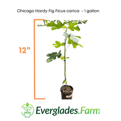 Chicago Hardy Fig Ficus carica from Everglades Farm