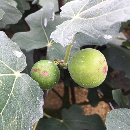 Chicago Hardy Fig Ficus carica from Everglades Farm