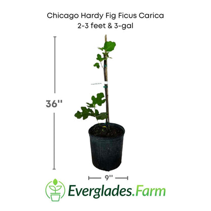 Chicago Hardy Fig Ficus carica from Everglades Farm