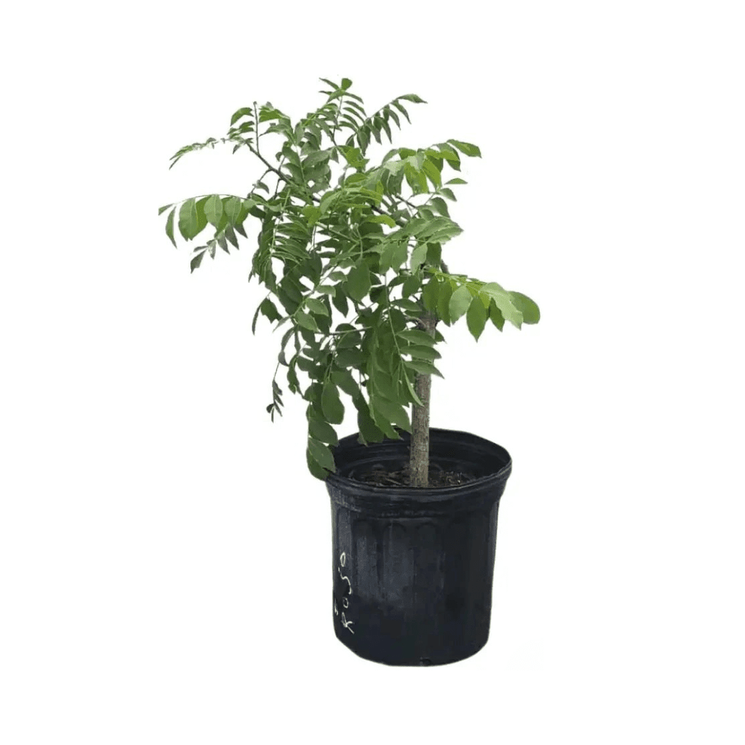 Yellow Spanish/Hog Plum, Ciruela, Jocote Amarillo, Tree, Fruit Trees from Everglades Farm