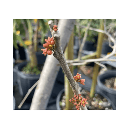 Yellow Spanish/Hog Plum, Ciruela, Jocote Amarillo, Tree, Fruit Trees from Everglades Farm