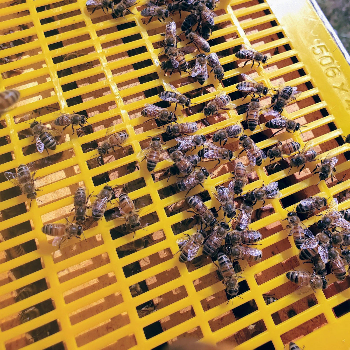Clearance - Plastic Queen Excluder, image 2 of 6
